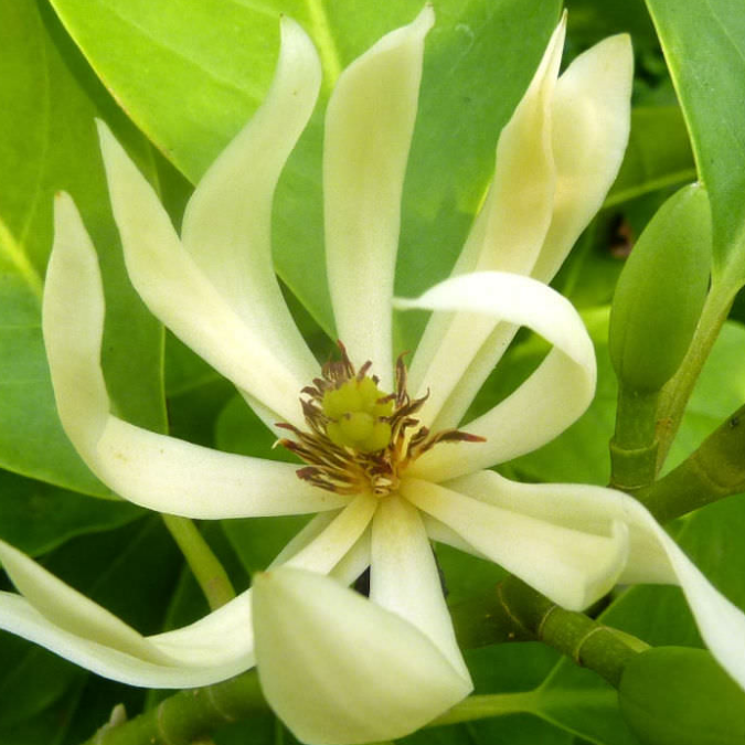 cempaka putih g pauzi