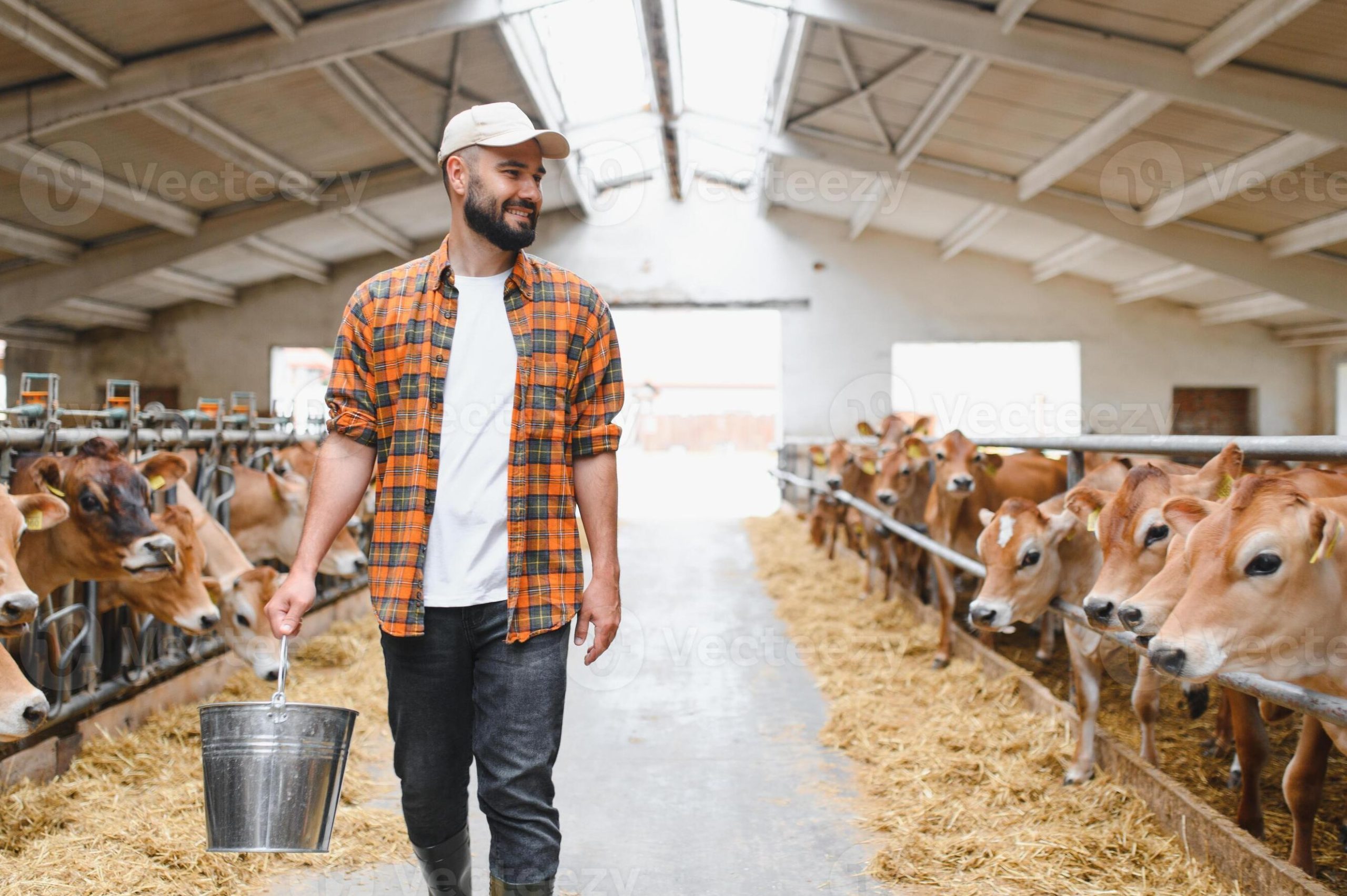 COWS MAN 19 1 cows man 19 scaled
